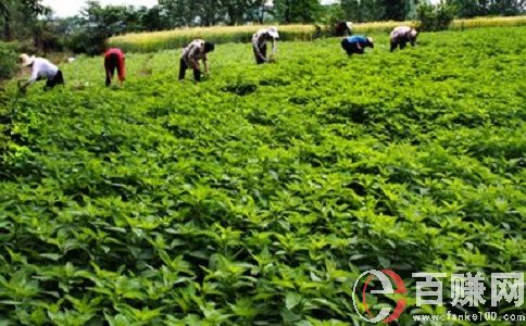 種藥材賺錢嗎?種植藥材應當掌握的幾個關(guān)鍵點! 第1張