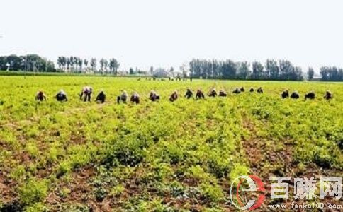種藥材賺錢嗎?種植藥材應當掌握的幾個關(guān)鍵點! 第2張