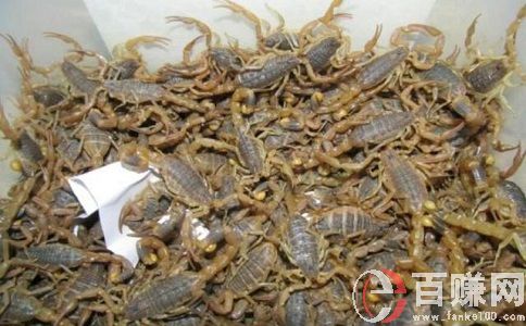 養(yǎng)蝎子賺錢嗎?養(yǎng)蝎子項(xiàng)目效益分析! 第1張 養(yǎng)蝎子賺錢嗎?養(yǎng)蝎子項(xiàng)目效益分析! 第1張