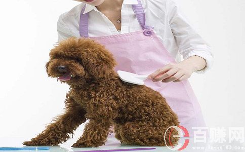 36578小本創(chuàng)業(yè)網(wǎng)：如何才能開(kāi)好一家寵物店? 第2張