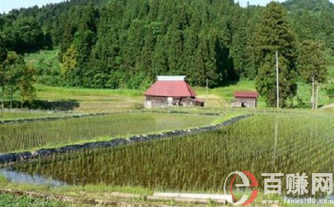 種植種什么賺錢?來(lái)種豆類!年入百萬(wàn)!