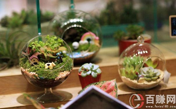 新項(xiàng)目創(chuàng)業(yè):一年純賺40萬(wàn)的微景觀創(chuàng)業(yè)項(xiàng)目 第1張
