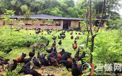 在農(nóng)村怎么賺錢?看小伙子如何靠直播種地月入十萬
